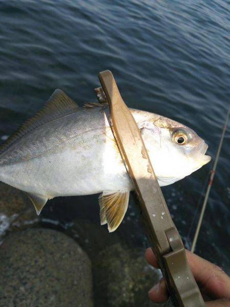 ちっこくても青物♪