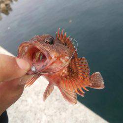 デイアジ&デイメバル