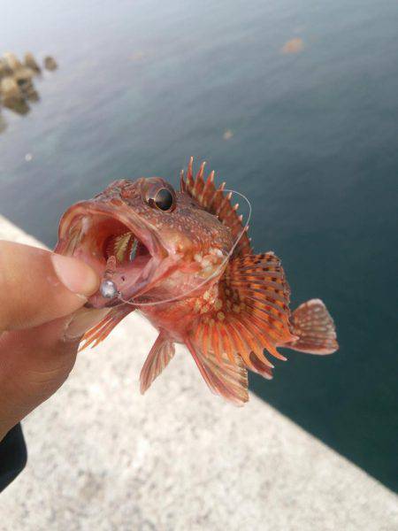 デイアジ&デイメバル