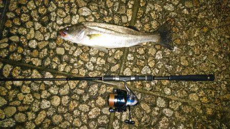 ナイトシーバス