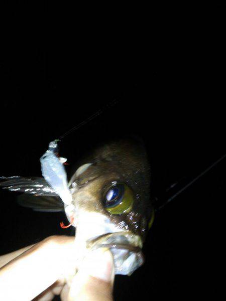 どしゃ降りアジメバル!!