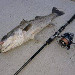 トップシーバスゲーム