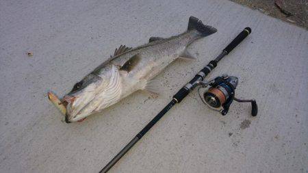 トップシーバスゲーム