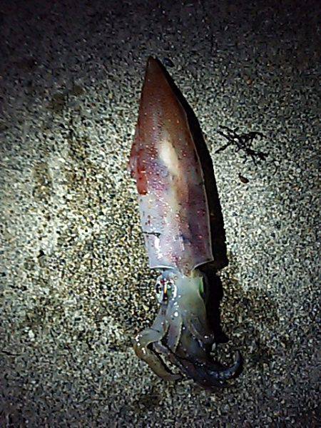 スズキケンサキ