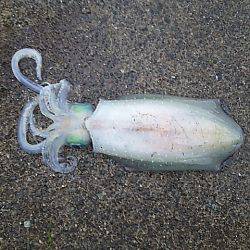 アオリイカ  ウキ釣り
