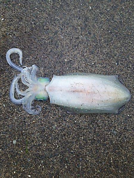 アオリイカ  ウキ釣り