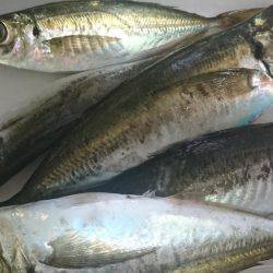 次はアジングで