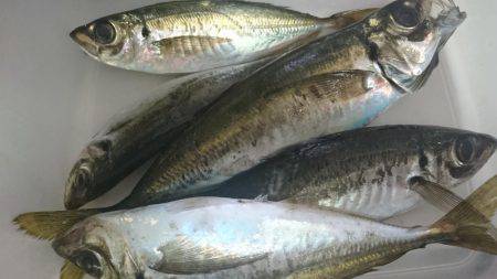 次はアジングで