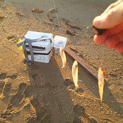 丹後サーフのシロギス