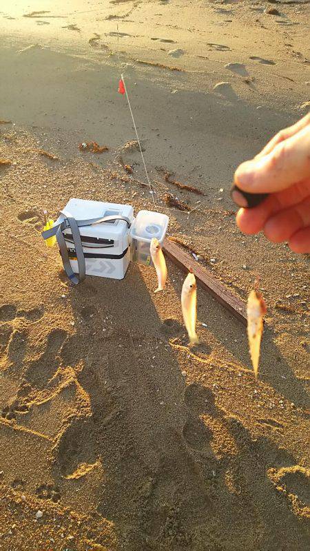 丹後サーフのシロギス