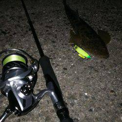 フラットフィッシュ