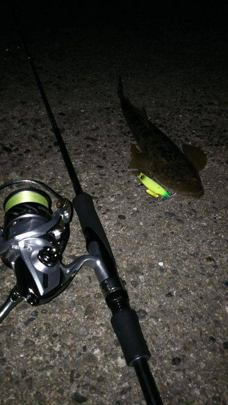 フラットフィッシュ