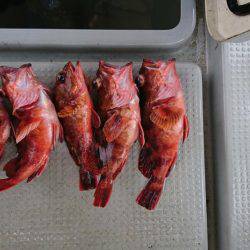 鯛爆釣❗タコも爆釣❗