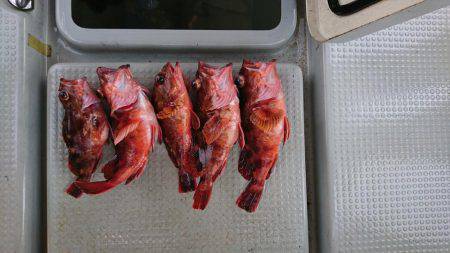 鯛爆釣❗タコも爆釣❗