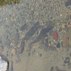 和歌山の小河川で