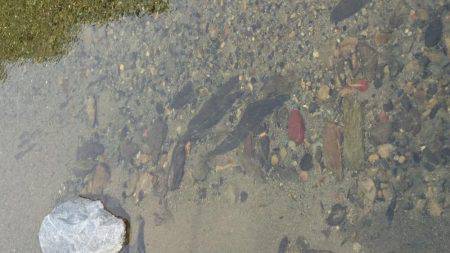 和歌山の小河川で