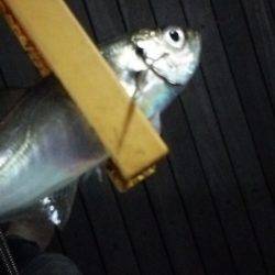 5日ぶりのアジング