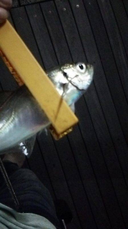 5日ぶりのアジング