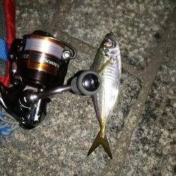 みなとみらいのアジはどうなった!?