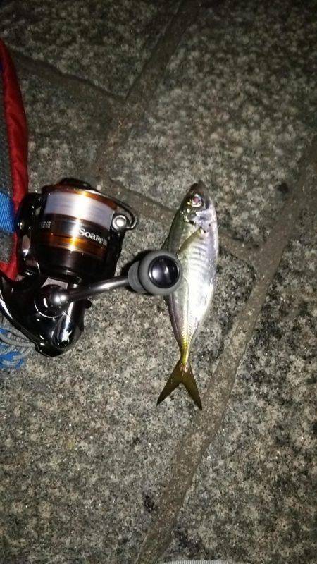 みなとみらいのアジはどうなった!?