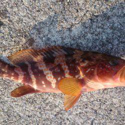 堤防の足下でアコウが