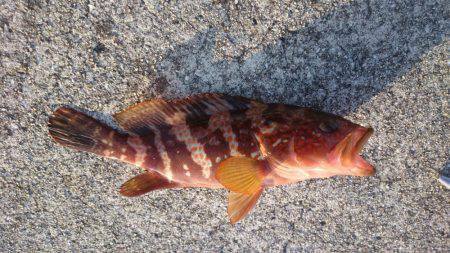 堤防の足下でアコウが