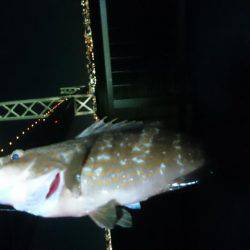 アコウを含む五目達成