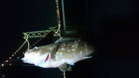 アコウを含む五目達成