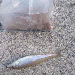 接岸してきてる！？