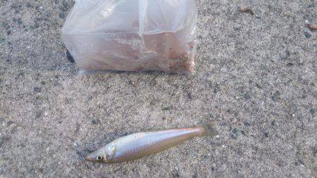 接岸してきてる！？