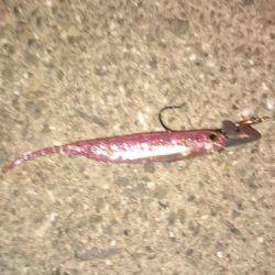 うろうろシーバス