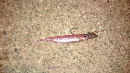 うろうろシーバス