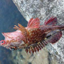 ジギングのはずが、、、