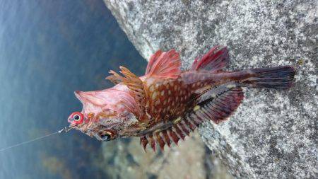 ジギングのはずが、、、