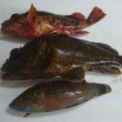 富島港朝のパトロール