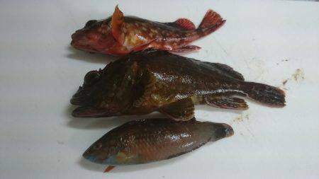 富島港朝のパトロール