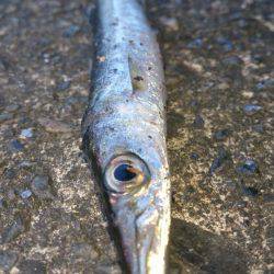 カマス開幕！？