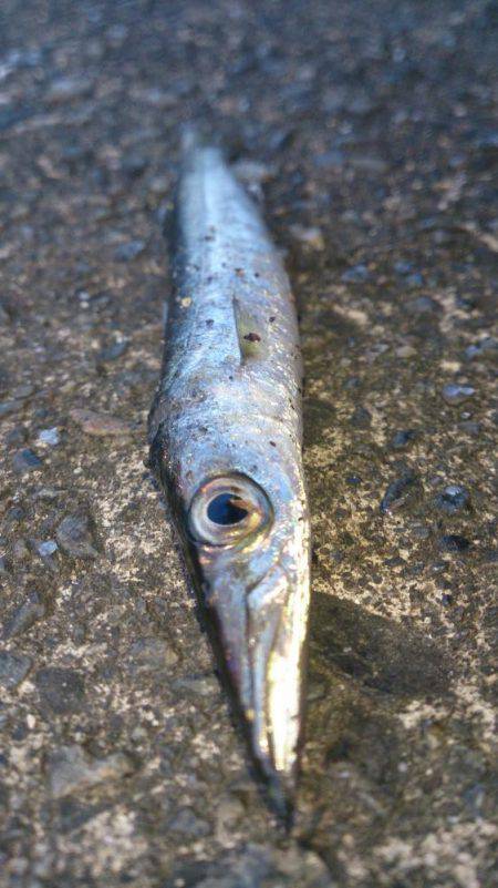 カマス開幕！？