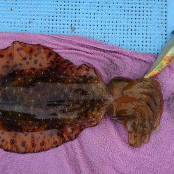 ボートエギング