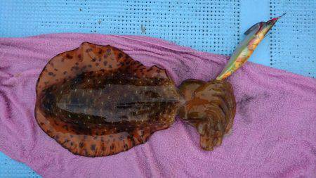 ボートエギング