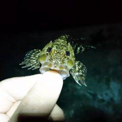 メバリング 自己最高記録