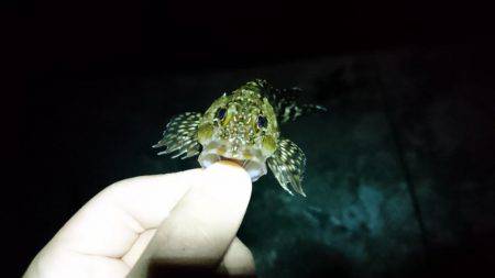 メバリング 自己最高記録