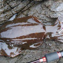 朝マズメエギング