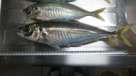 美味しい鬼アジ狙い！