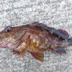 タチウオさっぱり