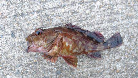 タチウオさっぱり