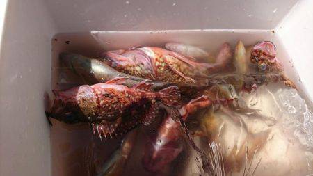 胴付きでちょい投げ