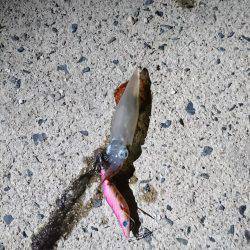 ケンサキイカ リベンジ