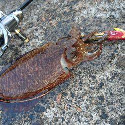 敦賀の春イカ(甲)