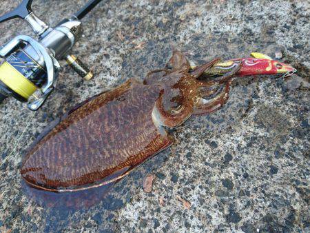 敦賀の春イカ(甲)